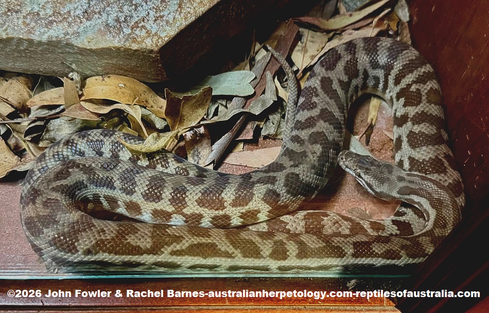 Children's Python (Antaresia childreni) photographed at the West Australian Reptile Park